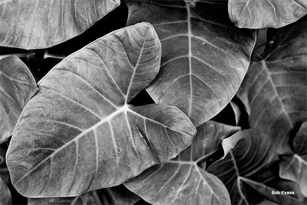 Leaves by Bob Evans