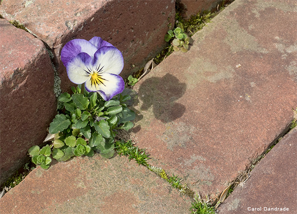 Poppy by Carol Dandrade