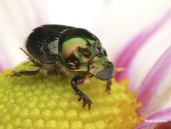 Candy Coloured Beetle - Not for Eating by Mark Berkery