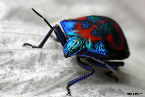 Hibiscus Harlequin by Mark Berkery