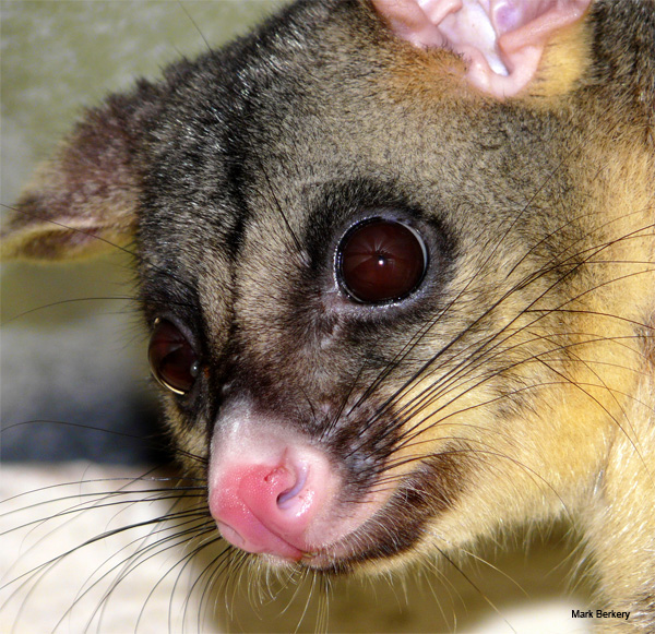 Possum in the Roof by Mark Berkery